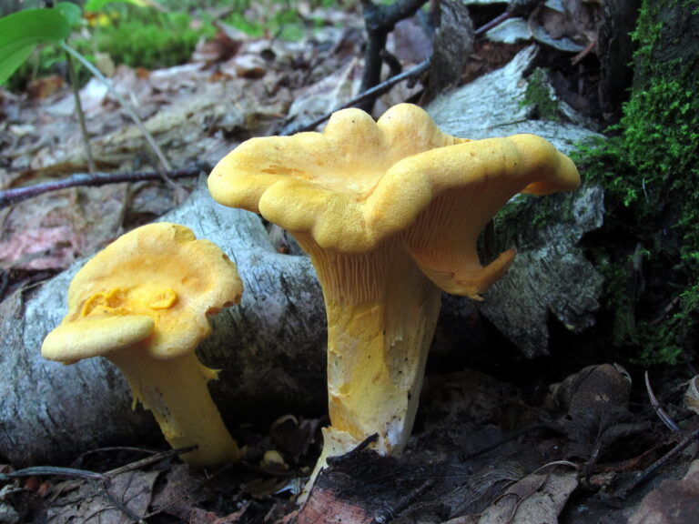 Top 10 Edible Mushrooms Of Connecticut For Beginners Mushrooms Of Ct 2023