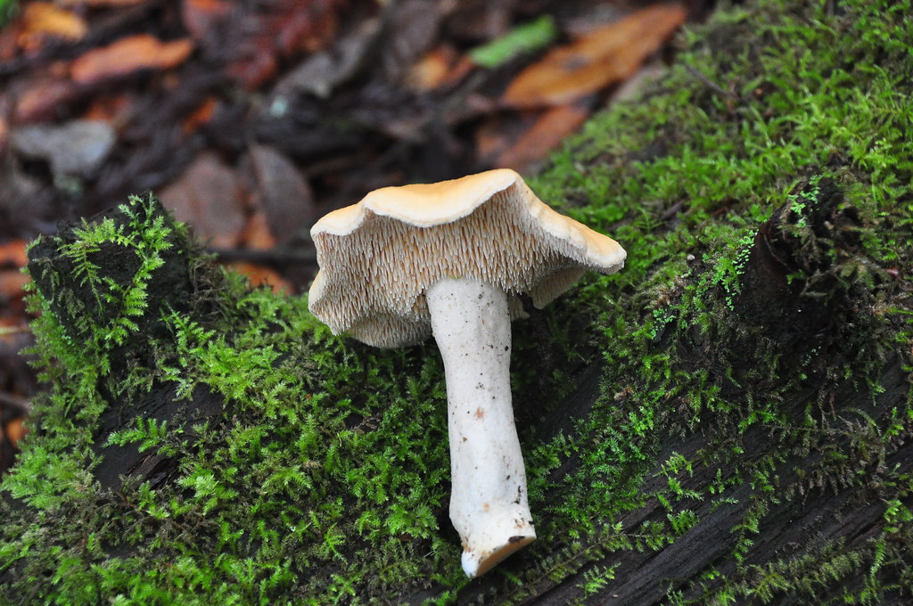 Top 10 Edible Mushrooms Of Connecticut For Beginners Mushrooms Of Ct 8405