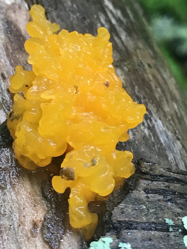 Tremella mesenterica (Witches Butter)