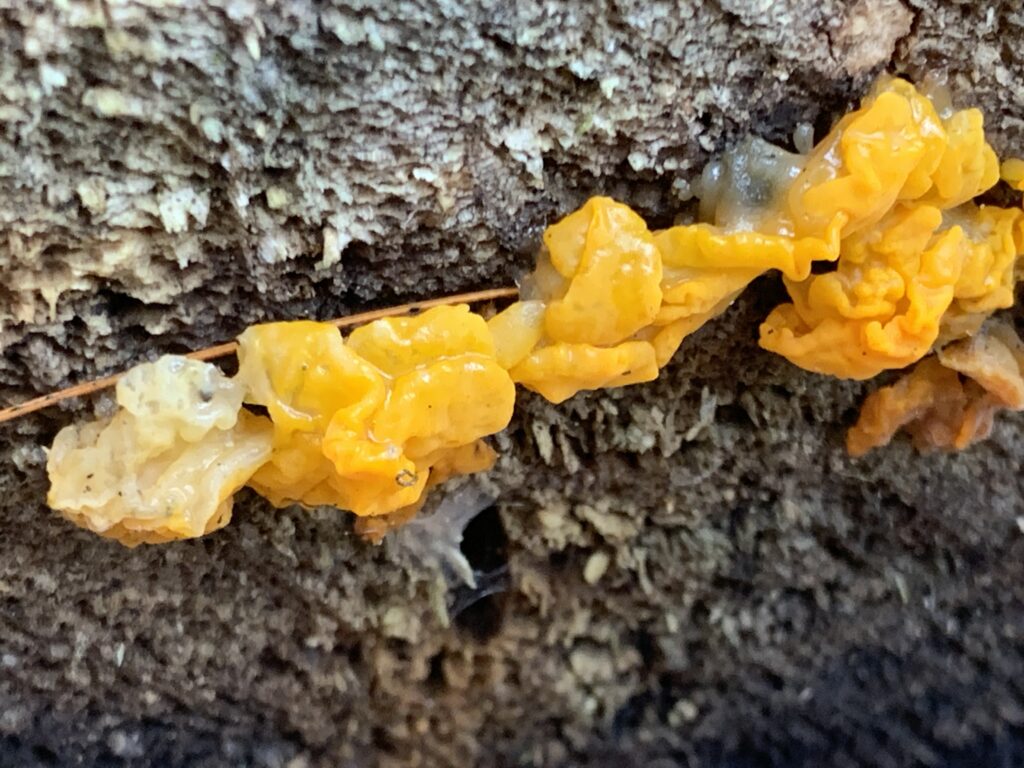 Dacrymyces chrysospermus (Orange Jelly)