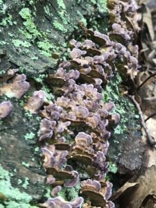 Trichaptum biforme, violet-toothed polypore