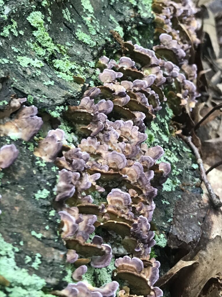 Trichaptum biforme (Violet Toothed Polypore)