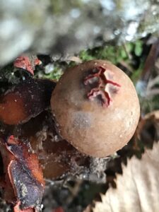 Calostoma cinnabarinum, stalked puffball-in-aspic