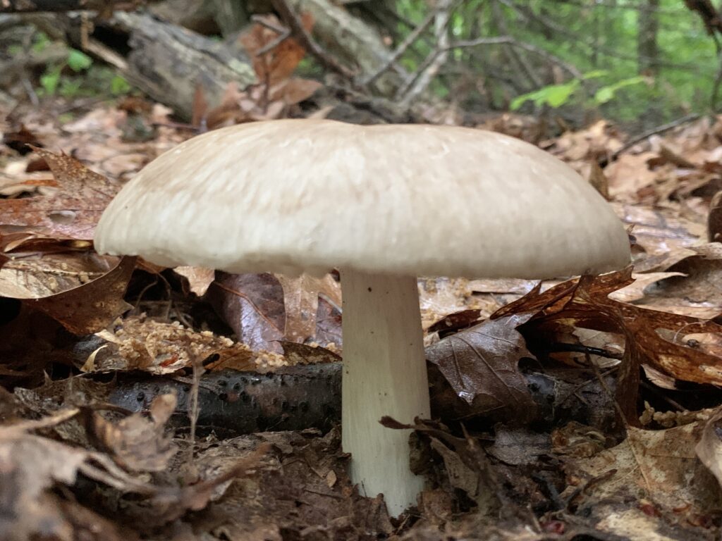Megacollybia rodmanii (Platterful Mushroom)