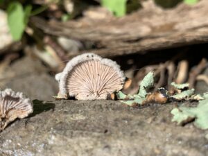Schizophyllum commune, splitgill mushroom