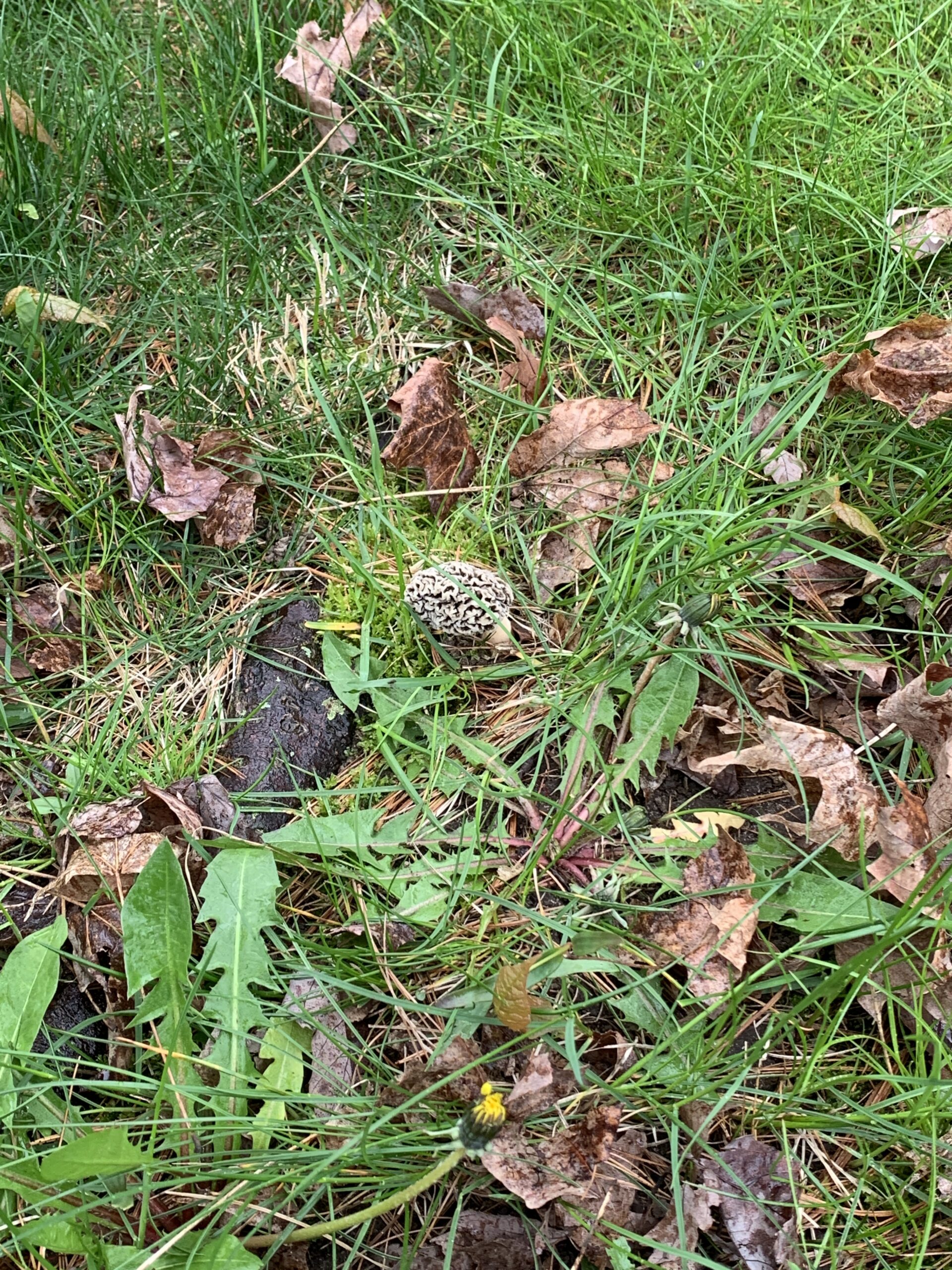 Morchella Americana (Blonde Morel) - Mushrooms of CT