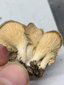 Panus lecomtei, Hairy Oyster Mushroom