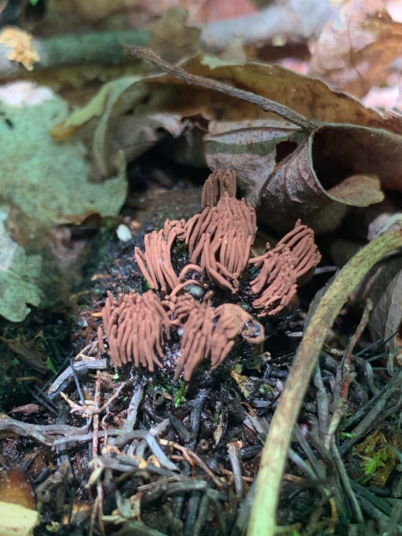 Stemonitis Splendens Stemonitis splendens (Chocolate Tube Slime Mold) - Mushrooms of CT