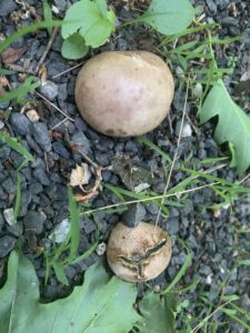 Scleroderma bovista, Potato Earthball