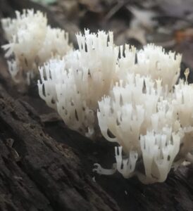 Artomyces pyxidatus, crown-tipped coral fungus