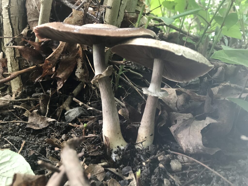 Agaricus Sylvaticus (Blushing Wood Mushroom)
