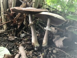 Agaricus sylvaticus, Blushing Wood Mushroom