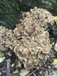 Grifola frondosa, hen of the woods