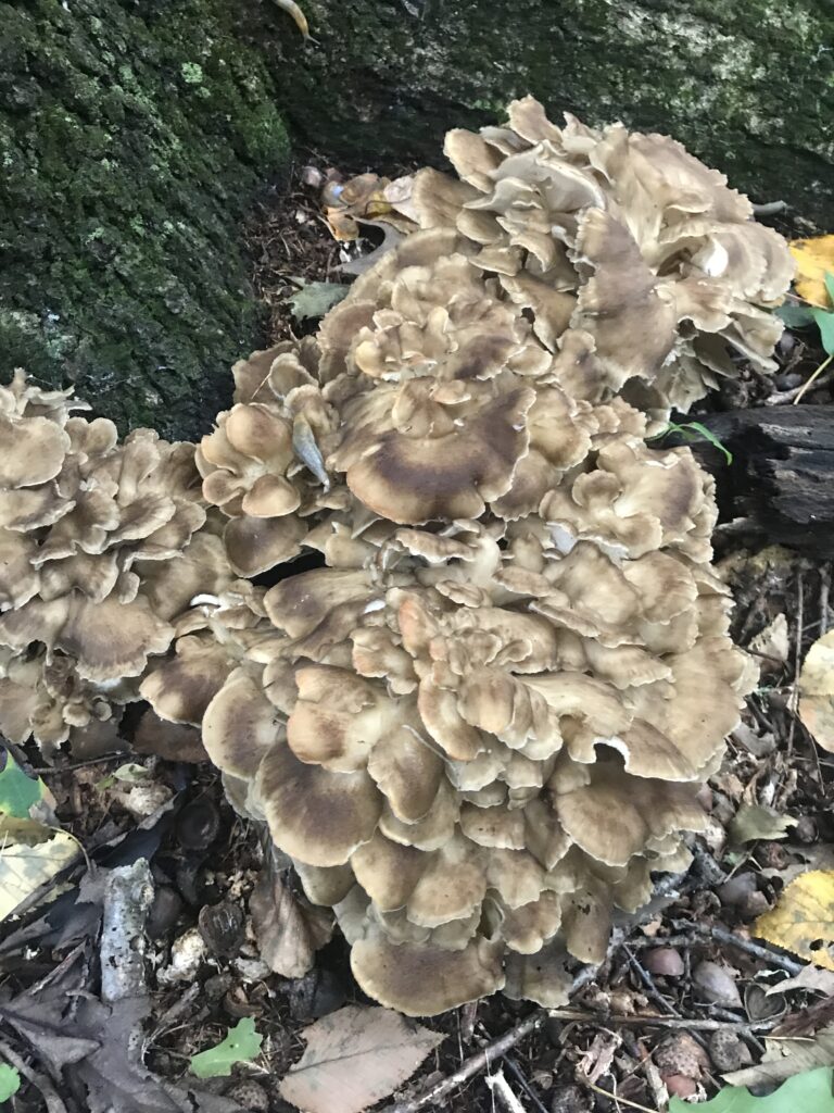 Grifola Frondosa (Hen of the Woods)