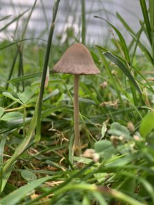 Panaeolus foenisecii, Mower s Mushroom
