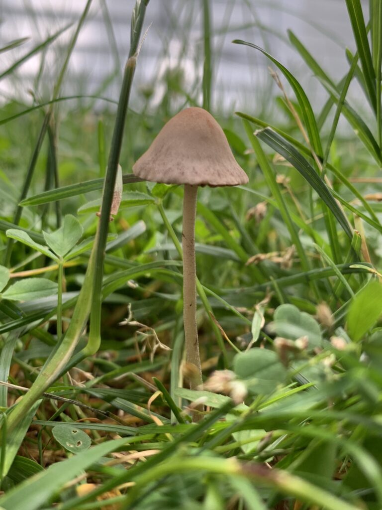 Panaeolus foenisecii (Mowers Mushroom)