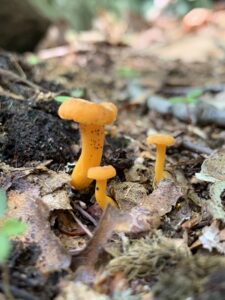 Cantharellus minor, Small Chanterelle