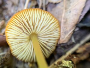 Pluteus chrysophlebius, Yellow Deer Mushroom
