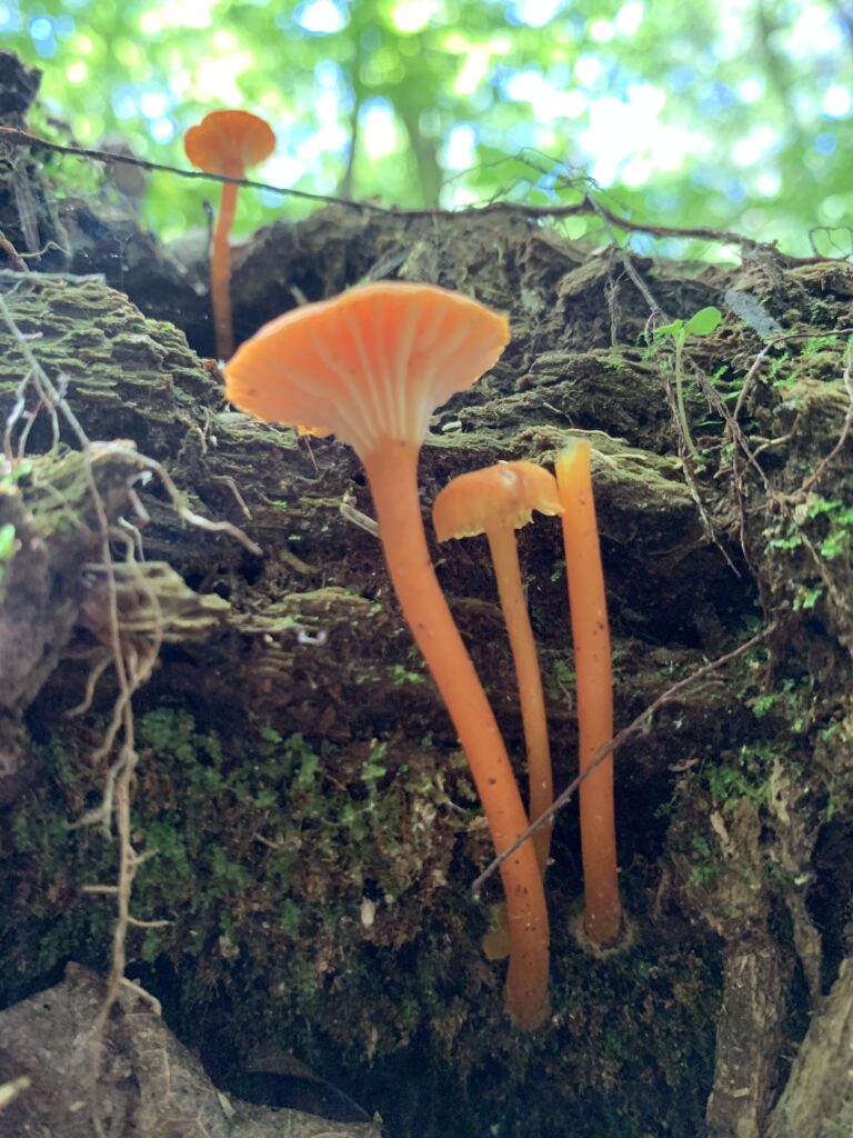 Hygrocybe cantharellus (Chanterelle waxcap)