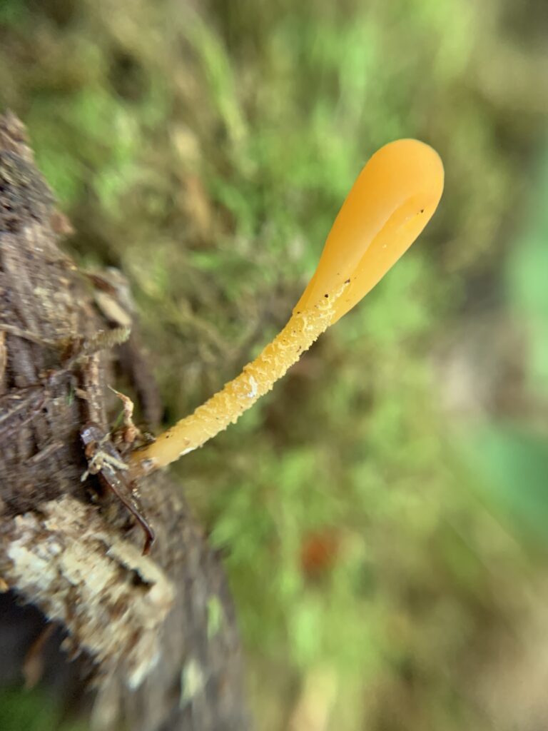 Microglossum rufum (yellow/orange earth tongue)