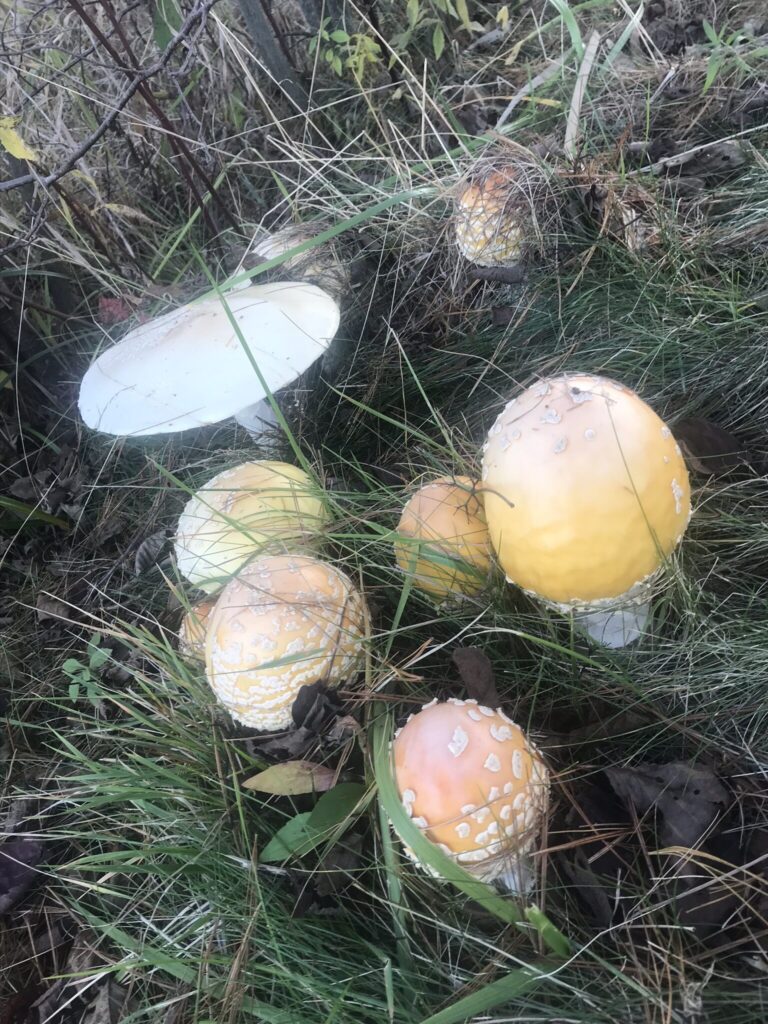 Amanita muscaria var. guessowii (Yellow Orange Fly Agaric)