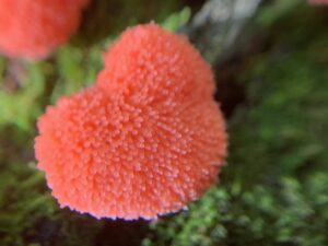 Tubifera ferruginosa, Raspberry Slime Mold