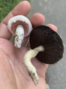 Agaricus campestris, Meadow Mushroom
