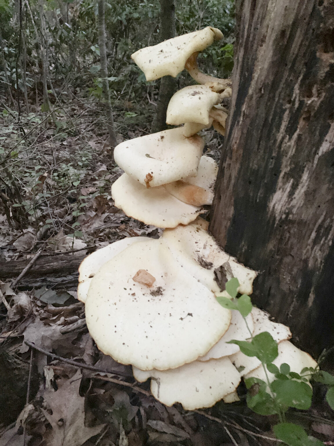 Pleurotus dryinus / P. levis (Veiled Oyster) - Mushrooms of CT