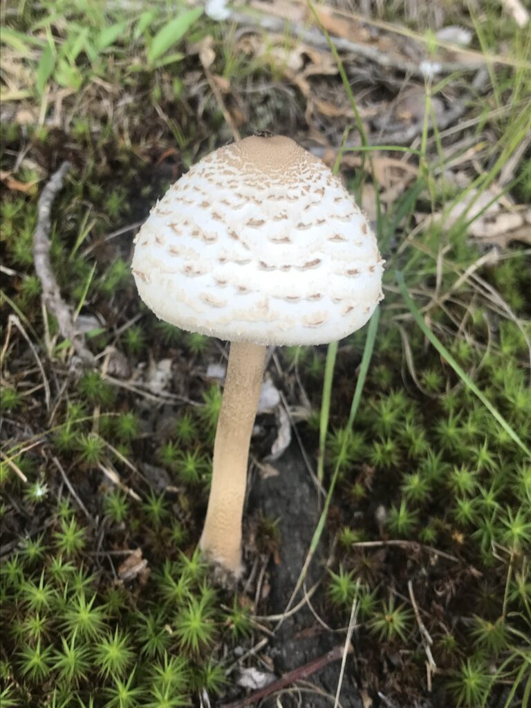 Macrolepiota procera (Parasol Mushroom)