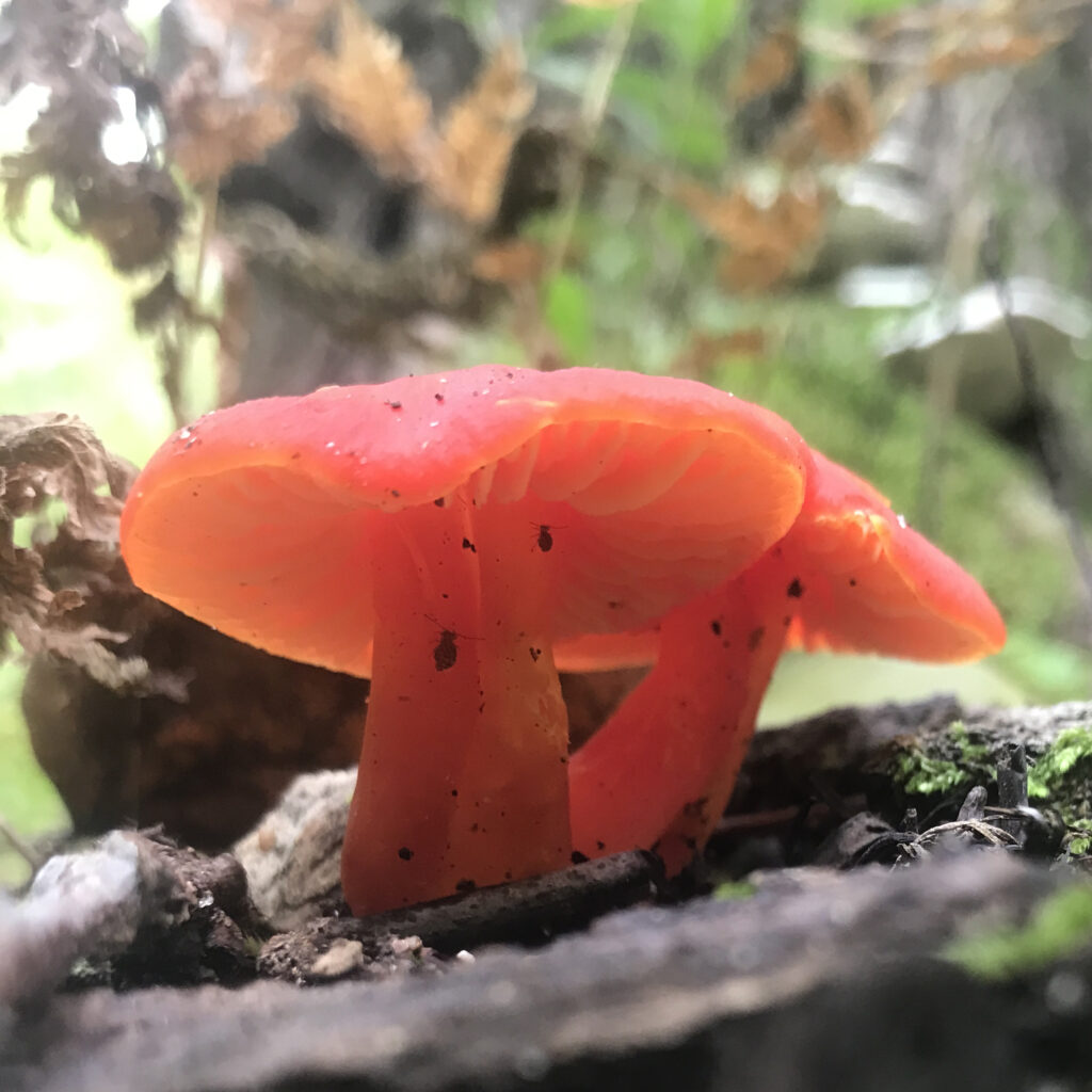 Hygrocybe coccinea (Scarlet Waxcap)