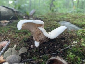Clitopilus prunulus, Sweetbread Mushroom
