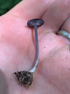 Entoloma serrulatum, Blue Edged Pinkgill