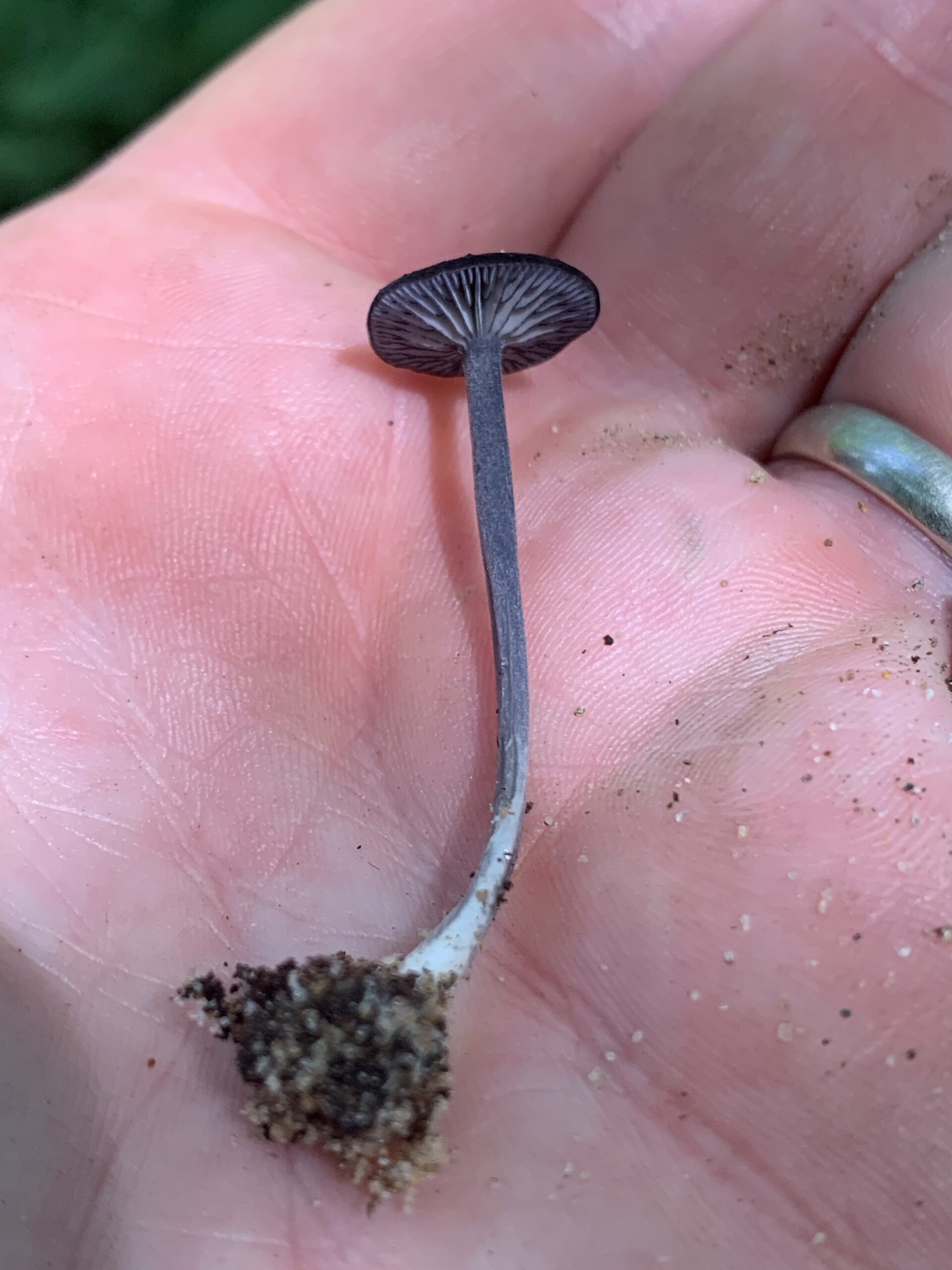 Entoloma serrulatum (Blue Edge Pinkgill)