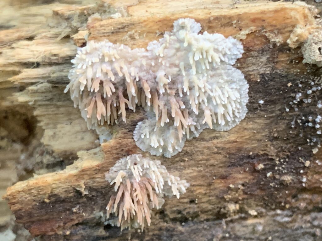 Radulomyces copelandii (Asian Beauty Fungus)