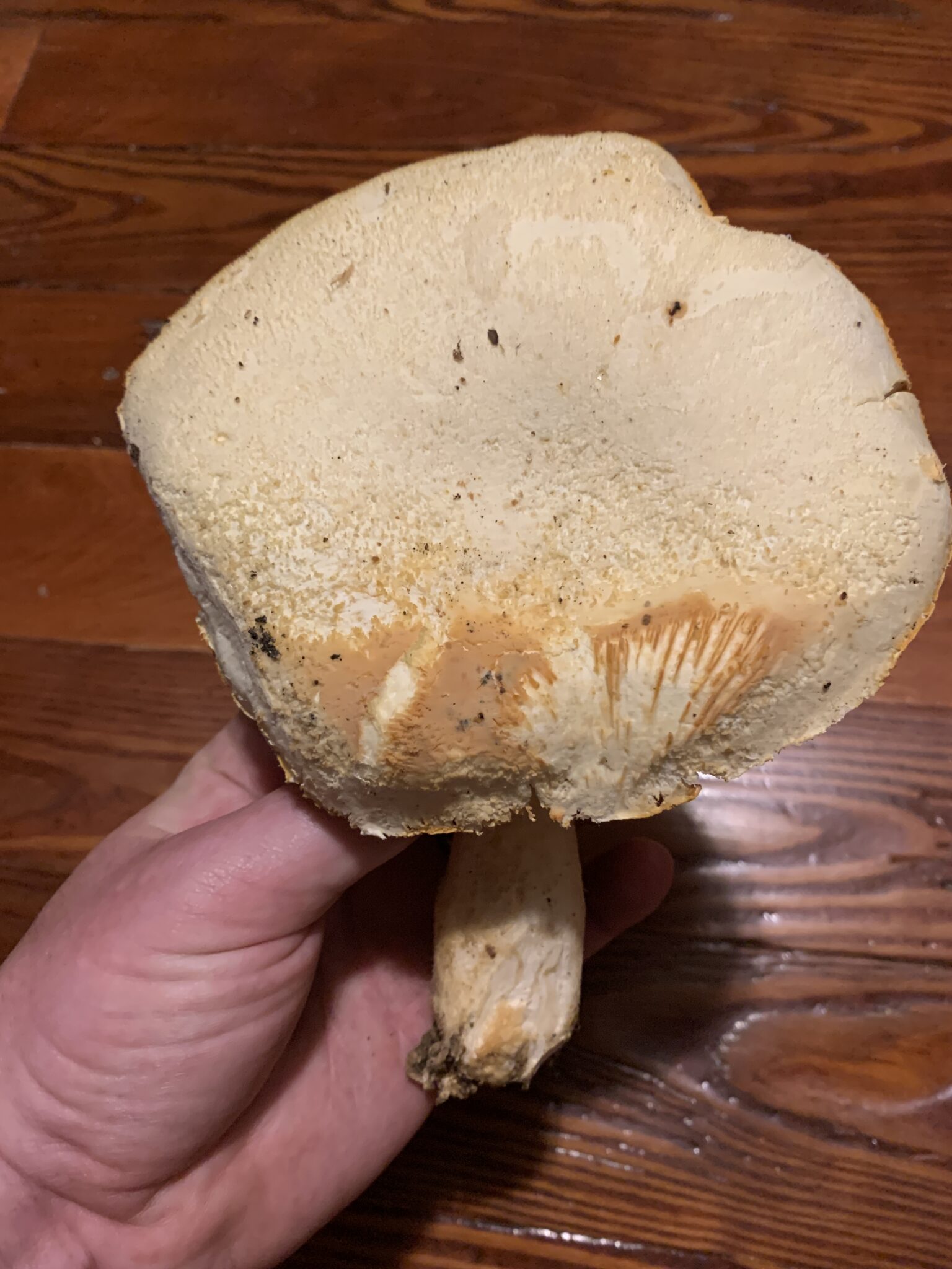 Pleurotus dryinus / P. levis (Veiled Oyster) - Mushrooms of CT