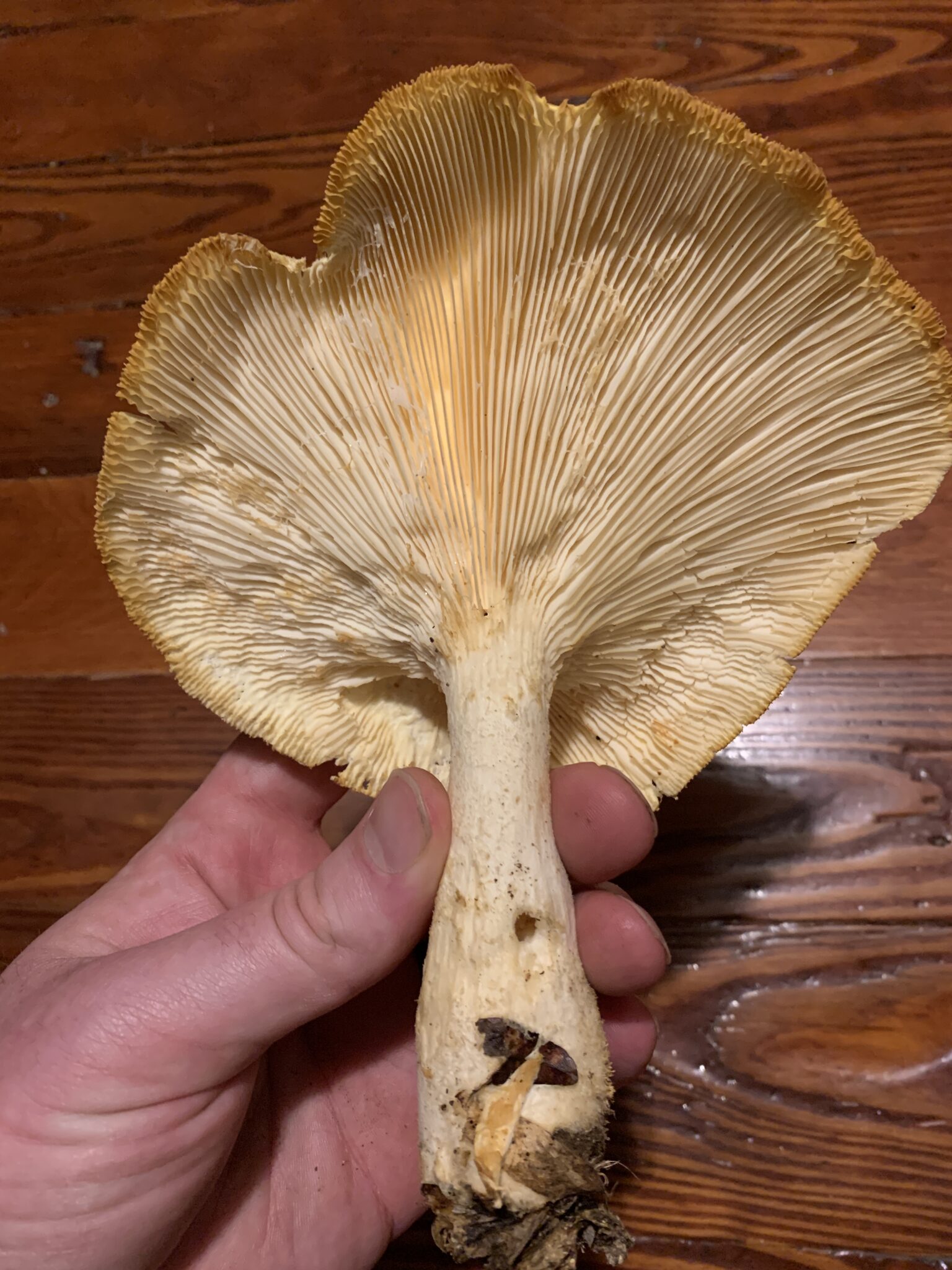 Pleurotus dryinus / P. levis (Veiled Oyster) - Mushrooms of CT