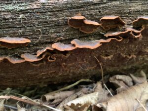 Hymenochaete rubiginosa, Oak Curtain Crust Fungus