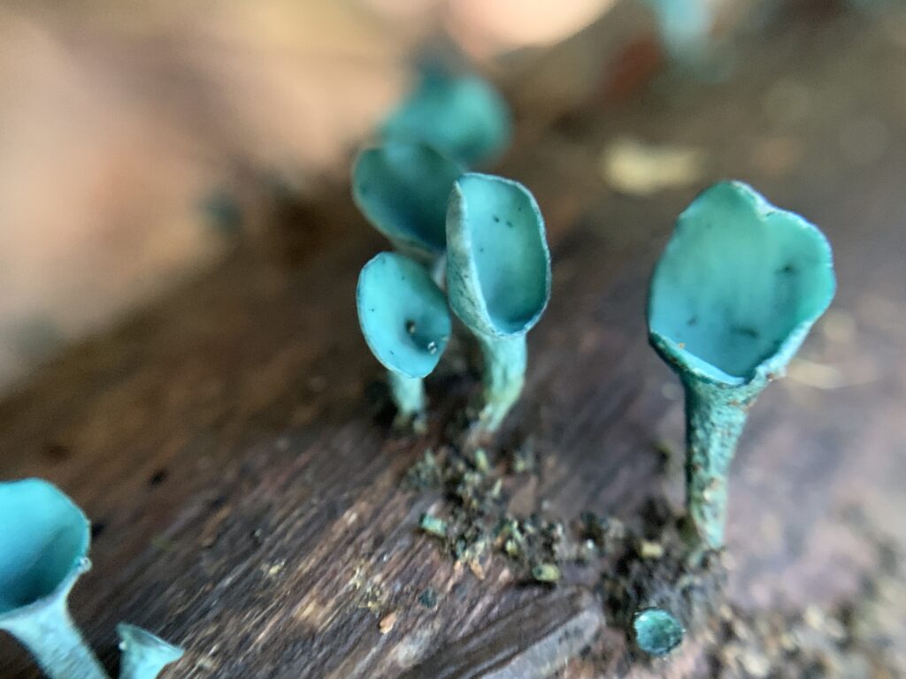 Chlorociboria aeruginascens (Blue Green Elf Cup)