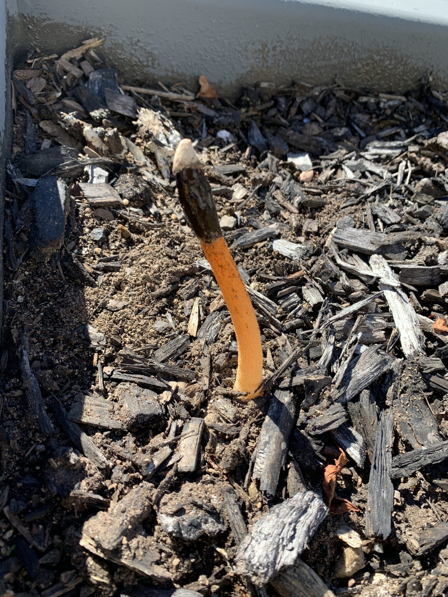 Mutinus elegans ( devil’s dipstick ) Mushrooms of CT