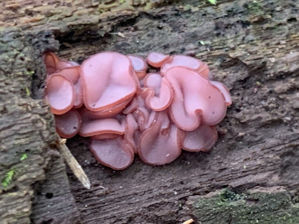 Ascocoryne sarcoides ( Purple Jellydisc )