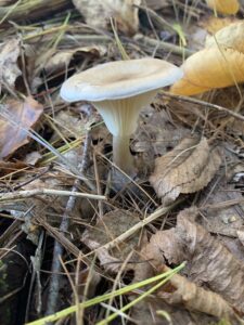 Ampulloclitocybe clavipes, Club Foot