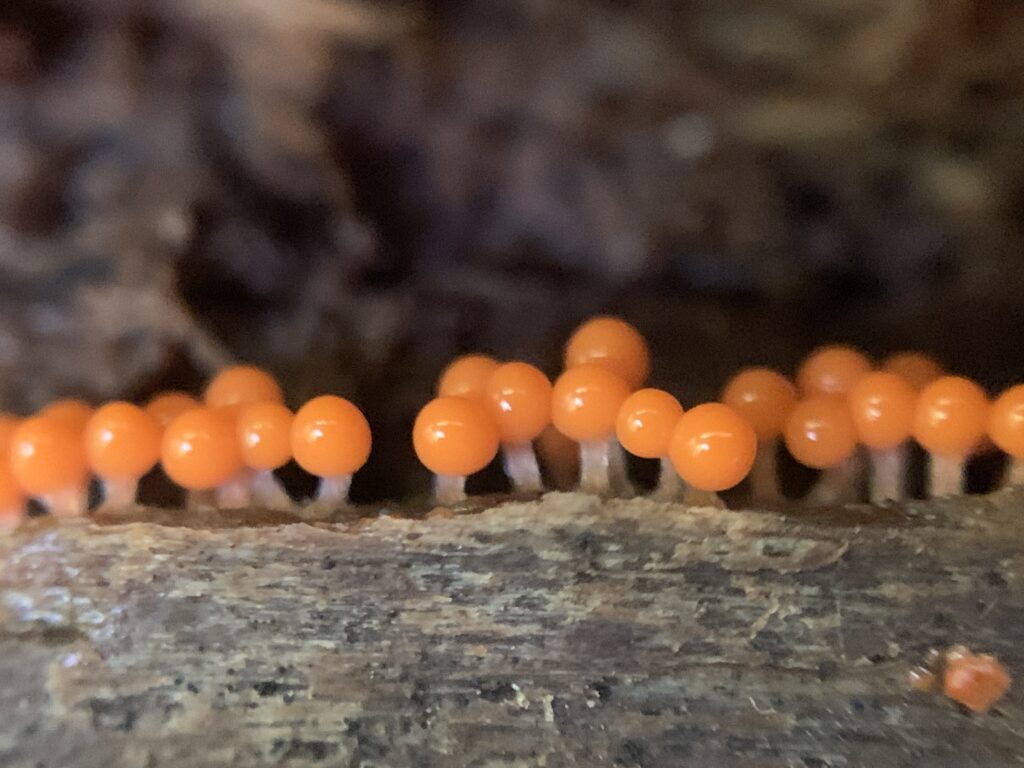 Trichia decipiens ( Red-Orange Ball Slime )