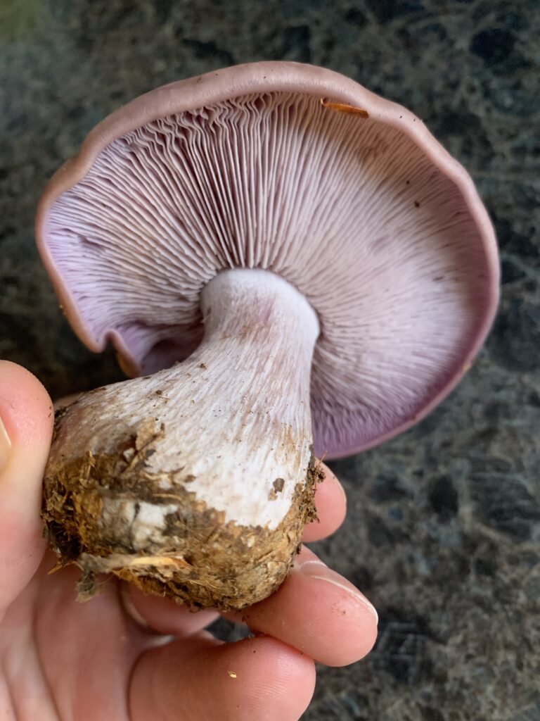 Clitocybe nuda ( Blewit )