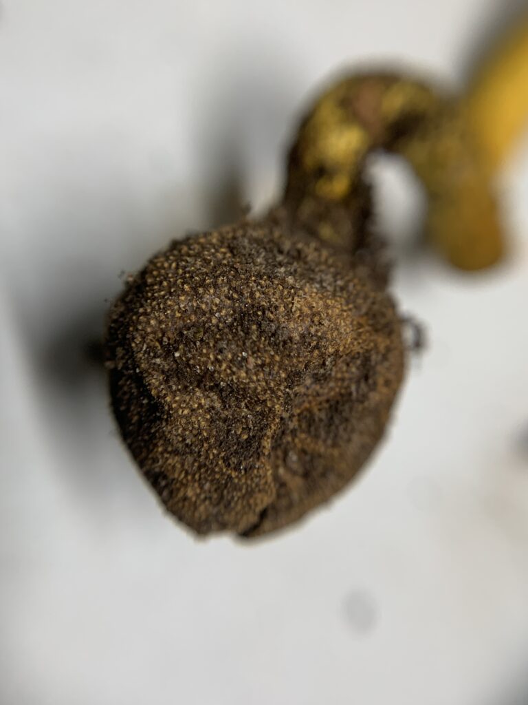 Elaphomyces granulatus / muricatus ( Deer Truffle, False Truffle )