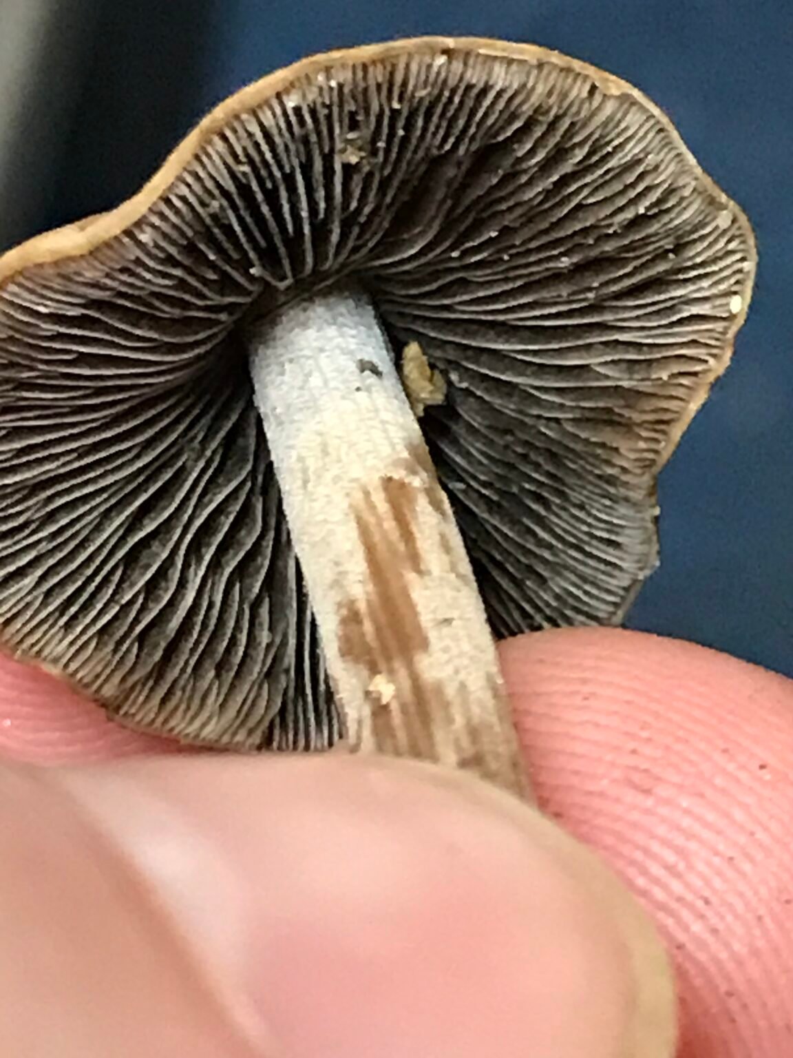P Cinctulus Panaeolus cinctulus ( Banded Mottlegill ) - Mushrooms of CT