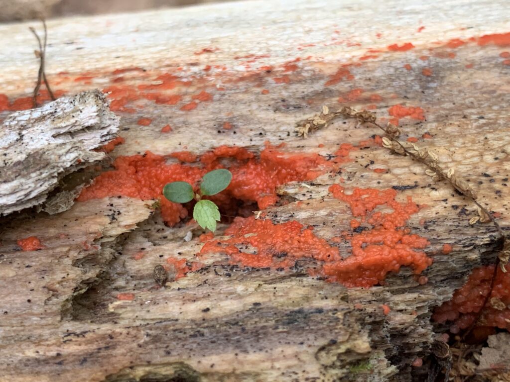 Tulasnella aurantiaca ( Red Slime )