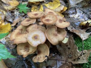 Armillaria tabescens, Ringless Honey Mushroom