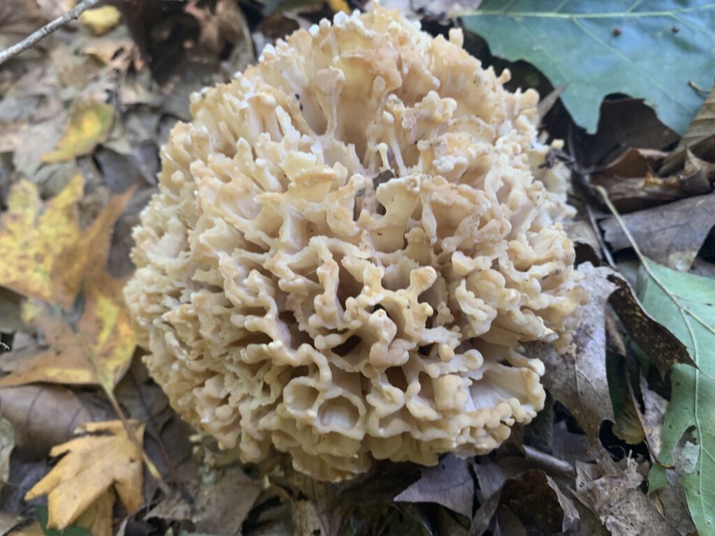 Sparassis americana ( American cauliflower mushroom )