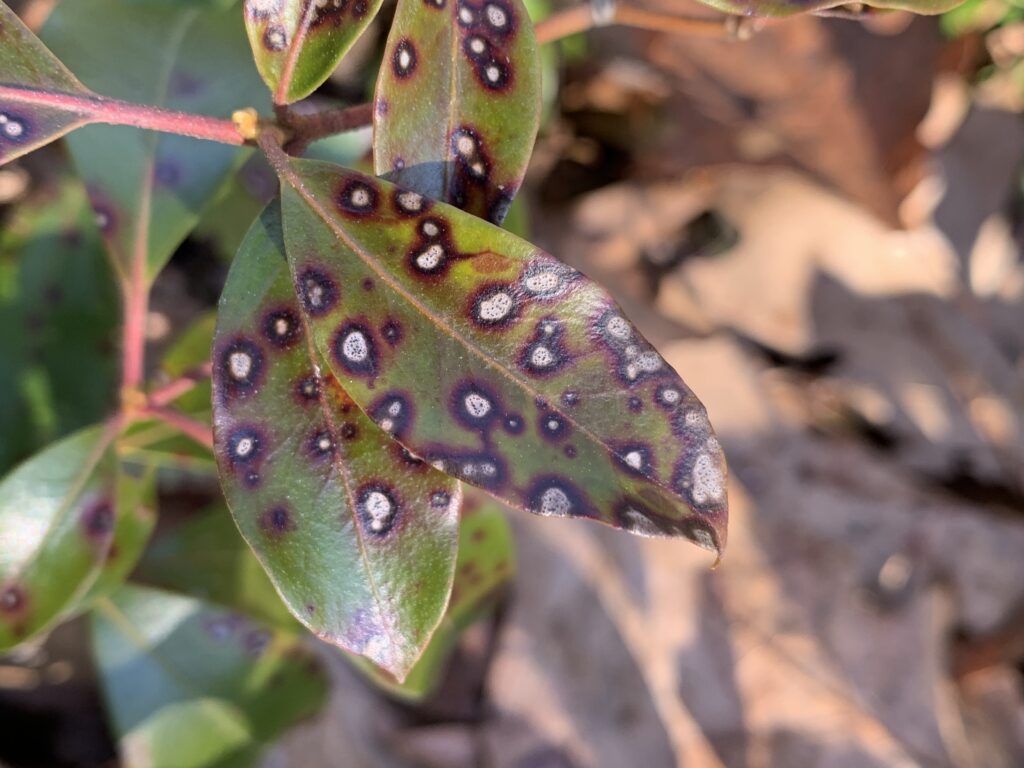 Mycosphaerella colorata ( Mountain Laurel Leaf Spot )