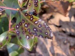 Mycosphaerella colorata, Mountain Laurel Leaf Spot